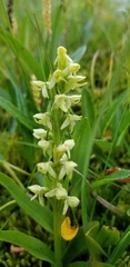 Platanthera hyperborea