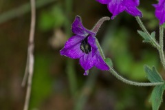 Delphinium cooperi