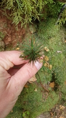 Dawsonia superba