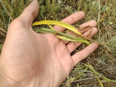 Scorzonera parviflora