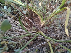 Scorzonera parviflora