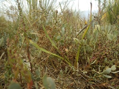 Scorzonera parviflora