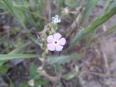 Phlox glabriflora