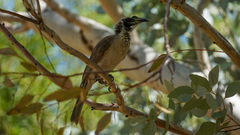 Philemon argenticeps