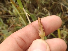 Scorzonera parviflora