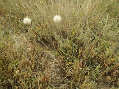 Scorzonera parviflora