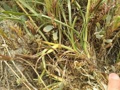 Scorzonera parviflora