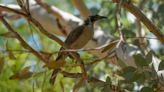 Philemon argenticeps