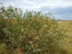 Halimodendron halodendron