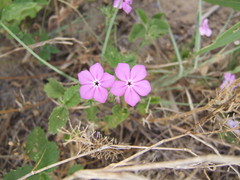 Phlox glabriflora