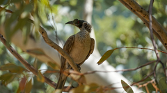 Philemon argenticeps