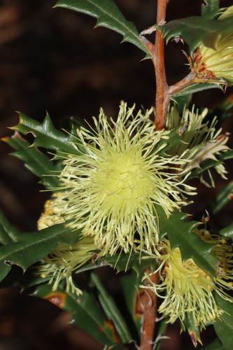 Image of Banksia squarrosa by (c) Tim Hammer, some rights reserved (CC BY)