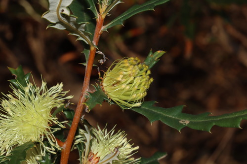 Image of Banksia squarrosa by (c) Tim Hammer, some rights reserved (CC BY)