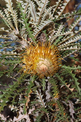 Image of Golden Dryandra (Banksia nobilis) by (c) Tim Hammer, some rights reserved (CC BY)