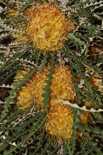 Image of Golden Dryandra (Banksia nobilis) by (c) Tim Hammer, some rights reserved (CC BY)