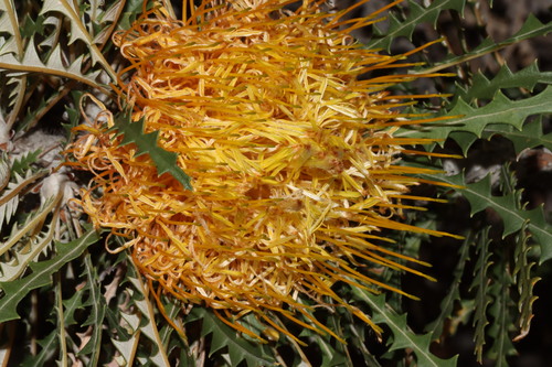 Image of Golden Dryandra (Banksia nobilis) by (c) Tim Hammer, some rights reserved (CC BY)