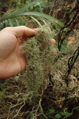 Usnea baileyi