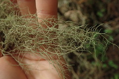 Usnea baileyi