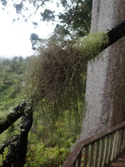 Usnea baileyi