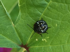 Nezara viridula