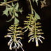Grevillea tenuiflora - Photo (c) Tim Hammer, some rights reserved (CC BY), uploaded by Tim Hammer