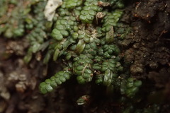 Radula marginata