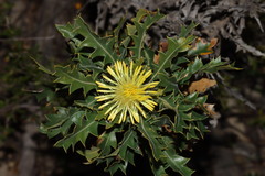 Banksia armata