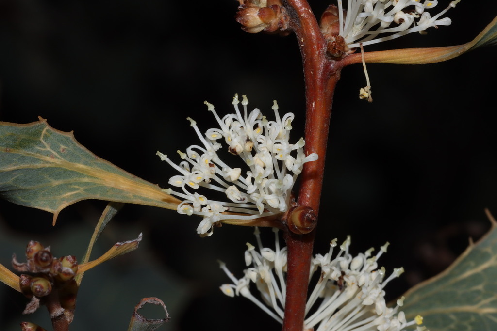 Wavy-leaved Hakea