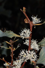 Hakea undulata