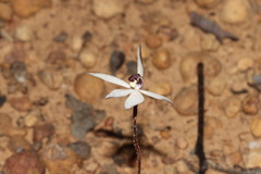 Caladenia saccharata