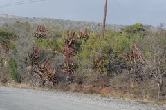 Aloe ferox