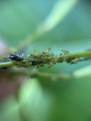 Impatientinum asiaticum