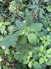 Impatientinum asiaticum