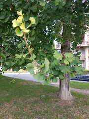 Ginkgo biloba