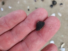 Diloma bicanaliculatum