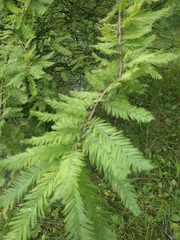 Magnoliopsida