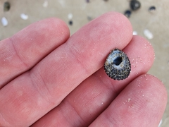 Diloma bicanaliculatum