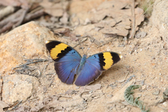 Euphaedra neophron