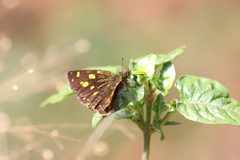 Metisella