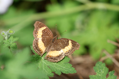 Junonia elgiva