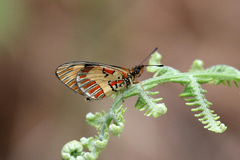 Acraea goetzei
