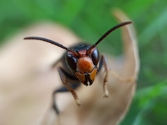 Vespa velutina nigrithorax
