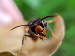 Vespa velutina nigrithorax