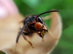 Vespa velutina nigrithorax
