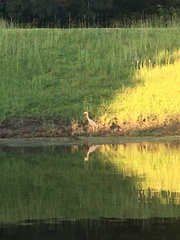 Egretta rufescens