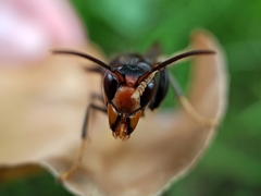 Vespa velutina nigrithorax