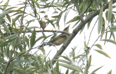 Acrocephalus scirpaceus