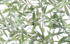 Acrocephalus scirpaceus