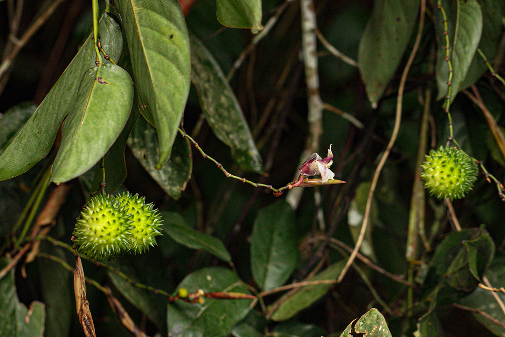 Hypselodelphys scandens