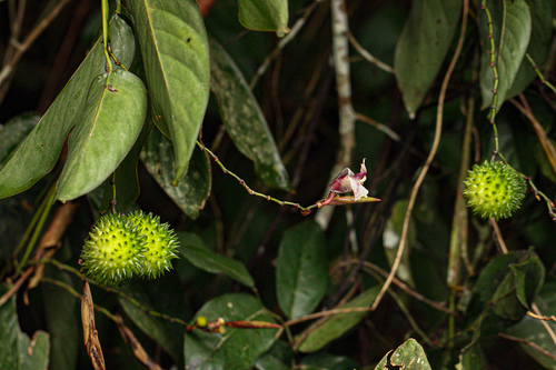 Hypselodelphys scandens image